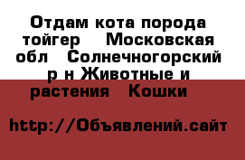 Отдам кота порода тойгер  - Московская обл., Солнечногорский р-н Животные и растения » Кошки   